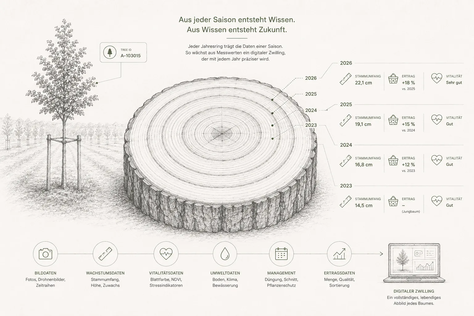 Zeichnung eines Baumstamm-Querschnitts: Jeder Jahresring von 2023 bis 2026 ist mit den Messwerten seiner Saison ausgezeichnet – Stammumfang von 14,5 auf 22,1 cm, Ertrag und Vitalität. Links der zugehörige Baum in der Anlage mit seiner Baum-ID, unten die Datenquellen von Bilddaten bis Ertragsdaten, die in den digitalen Zwilling fließen.